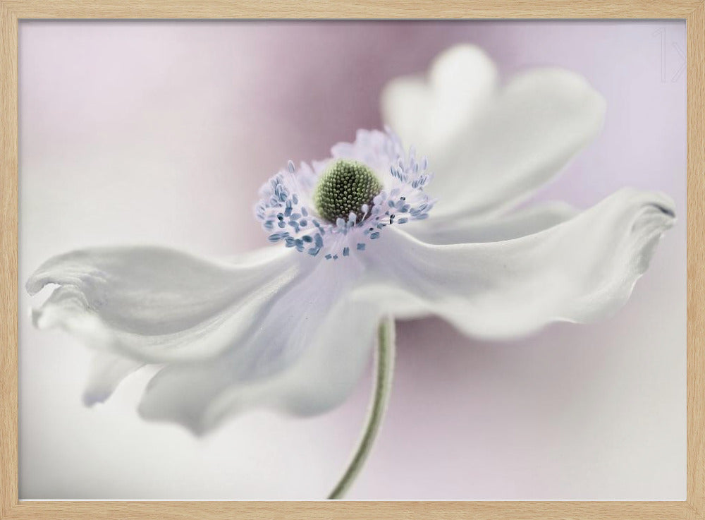 Anemone breeze | Poster