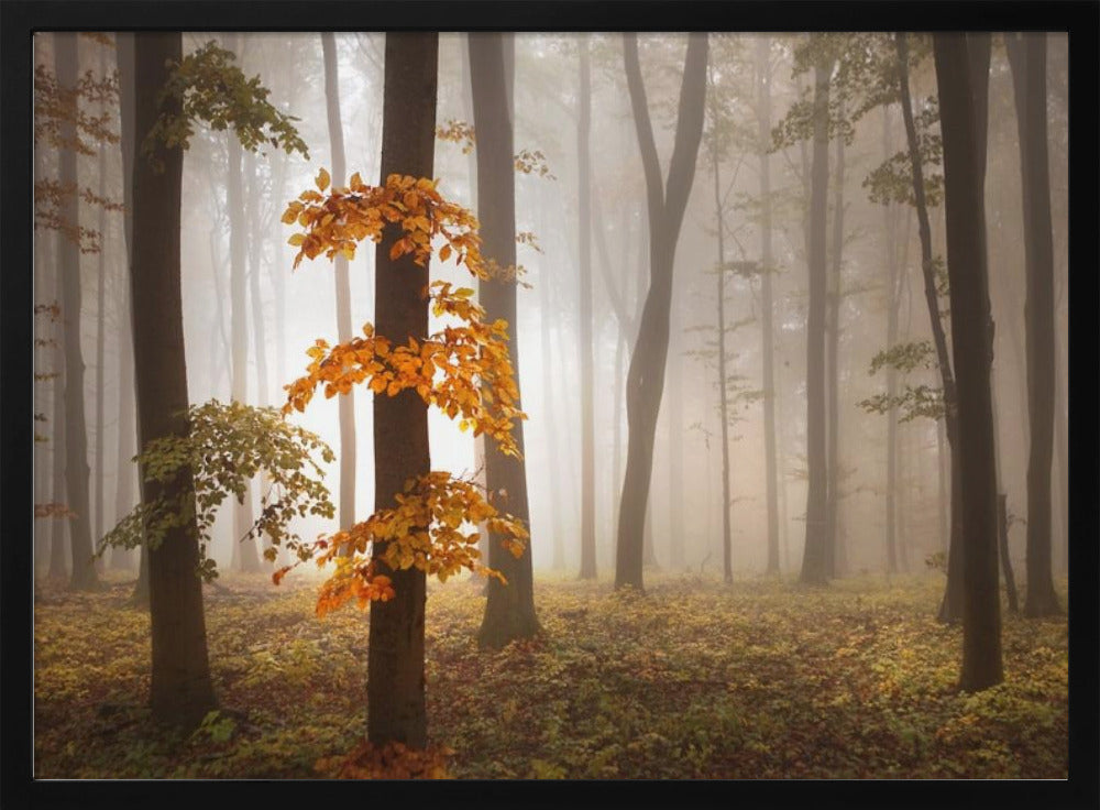 In November Light | Poster