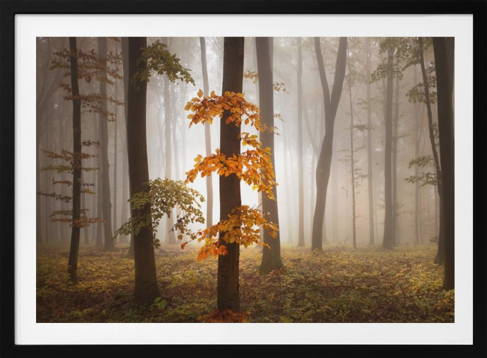 In November Light | Poster