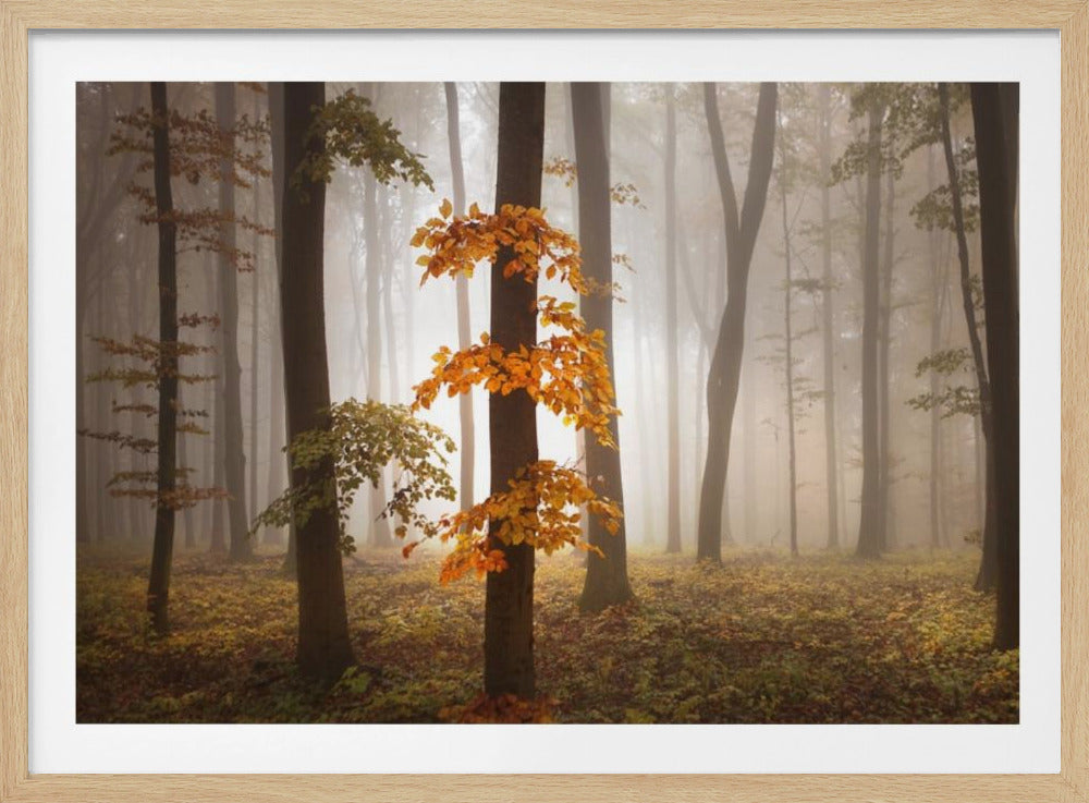 In November Light | Poster