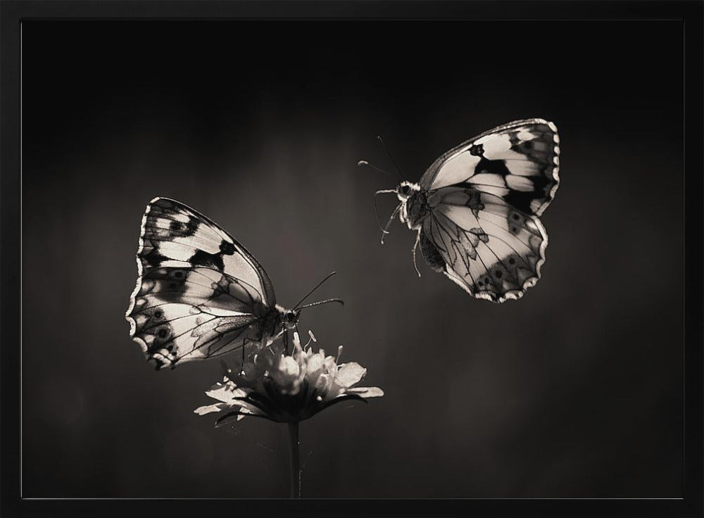 Medioluto norteña | Poster