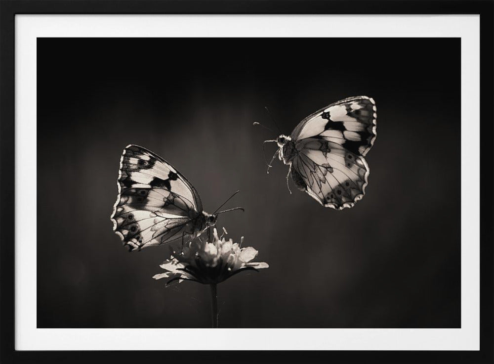 Medioluto norteña | Poster