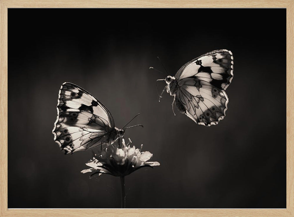 Medioluto norteña | Poster