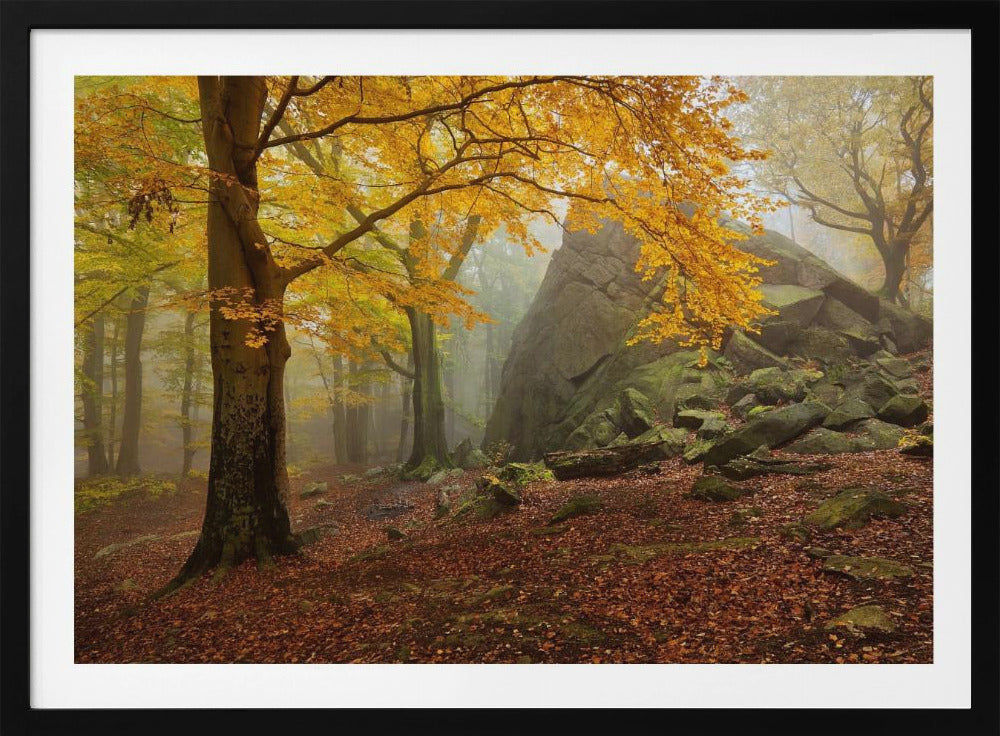 Autumn forest | Poster