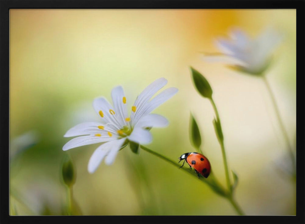 Summer beauties | Poster