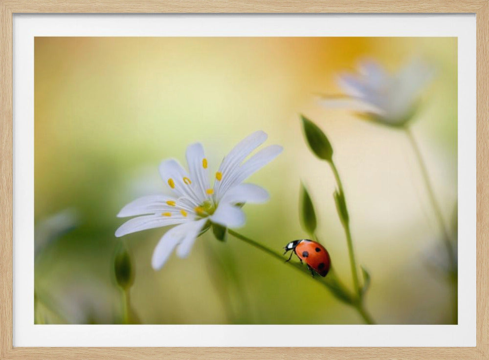 Summer beauties | Poster