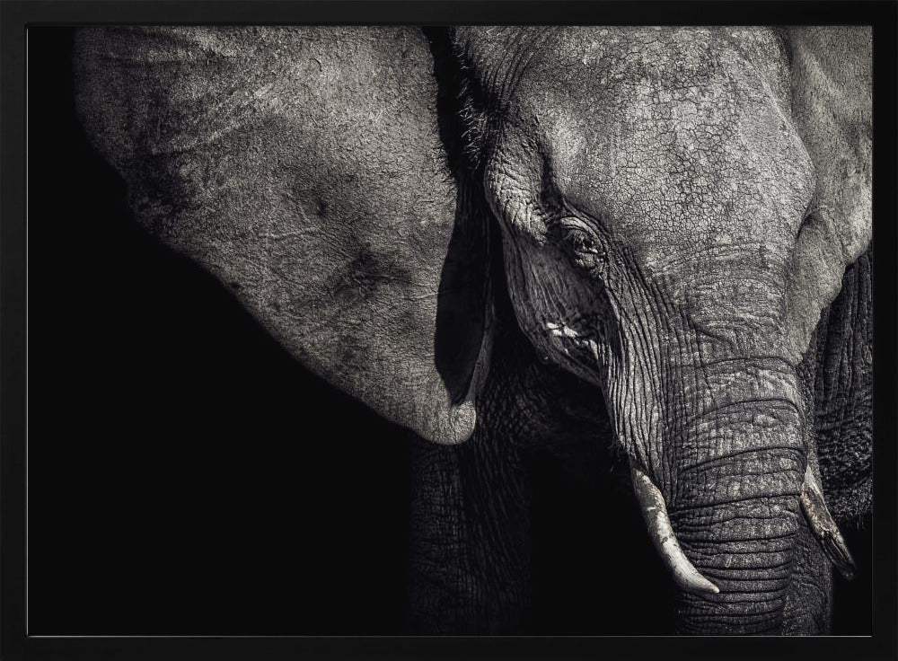 The Matriarch | Poster