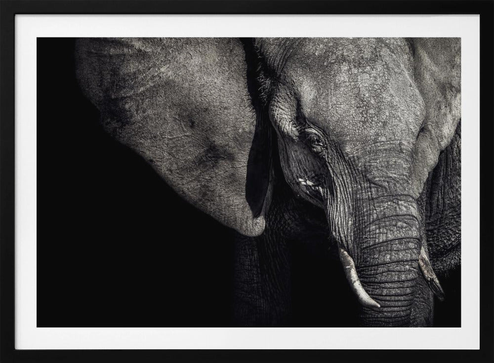 The Matriarch | Poster