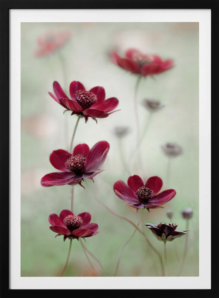 Cosmos sway | Poster