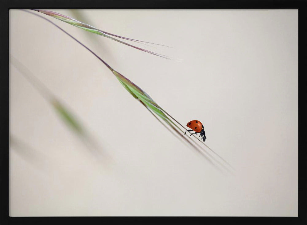 ladybug | Poster