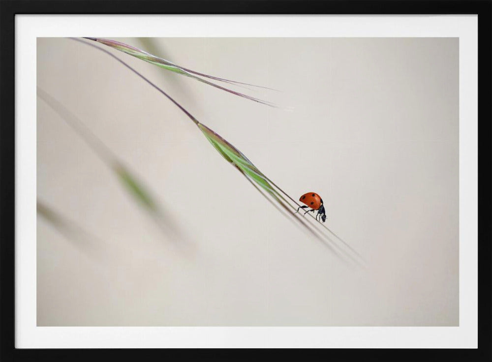 ladybug | Poster
