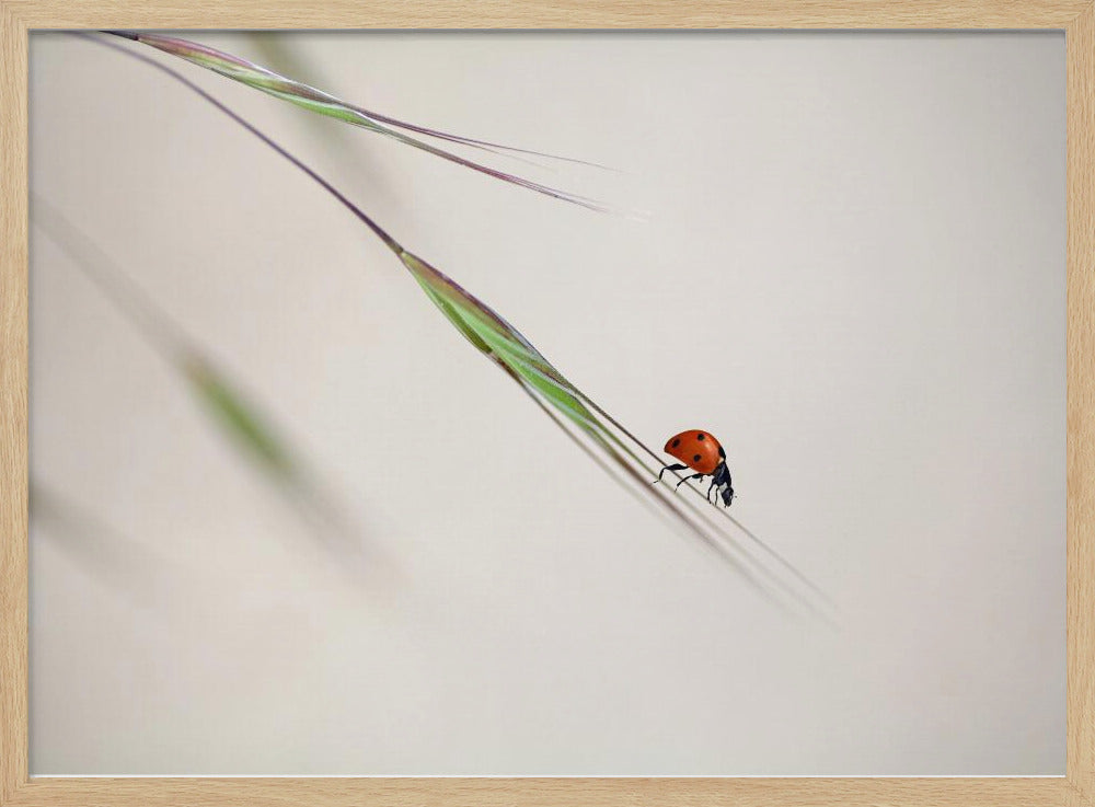 ladybug | Poster