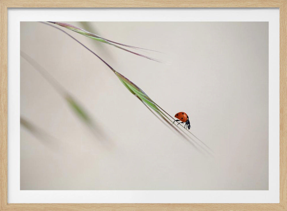 ladybug | Poster