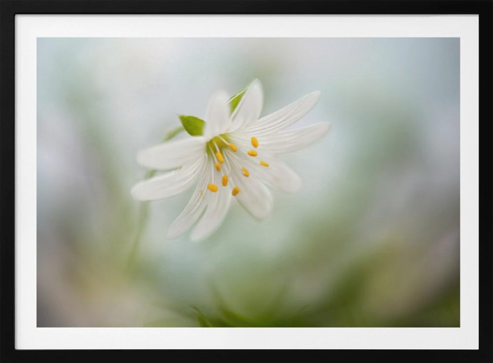 Spring Stitchwort | Poster