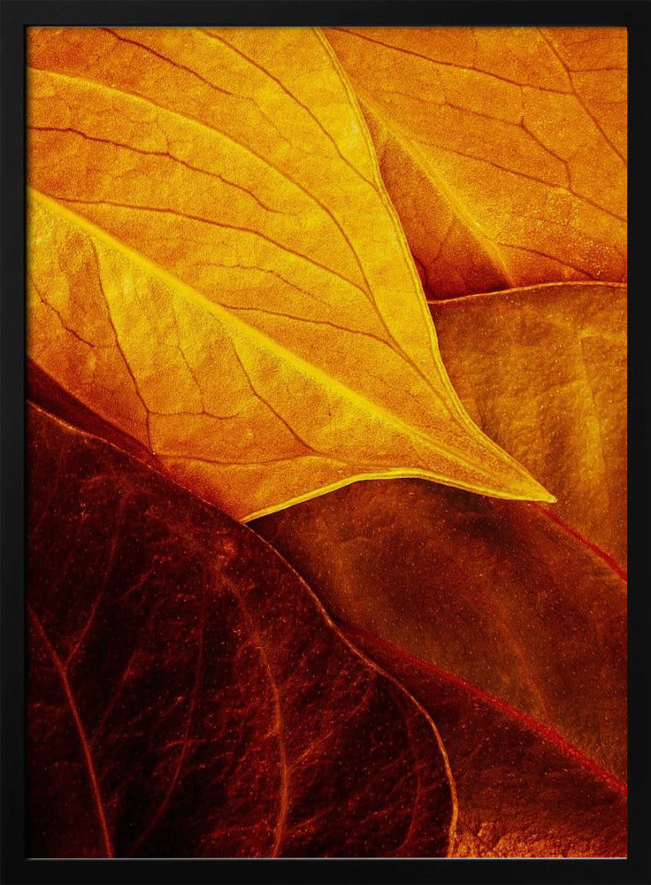 Leaves | Poster
