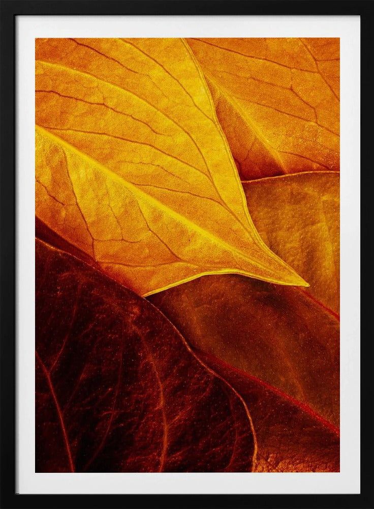 Leaves | Poster