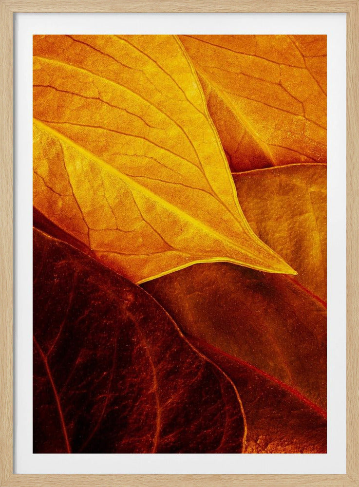 Leaves | Poster