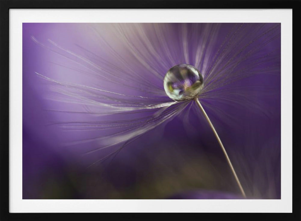 In shades of purple | Poster