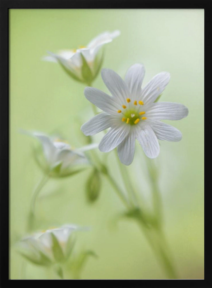 Spring sparkle | Poster