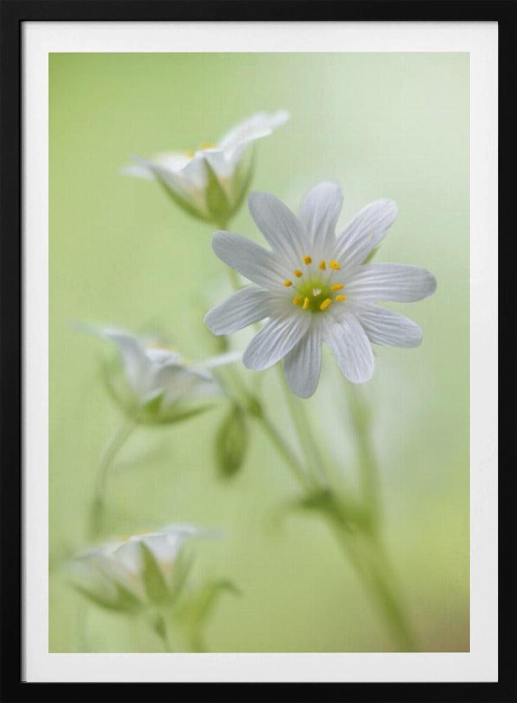 Spring sparkle | Poster