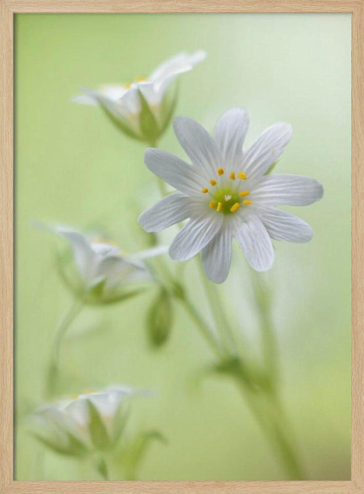 Spring sparkle | Poster