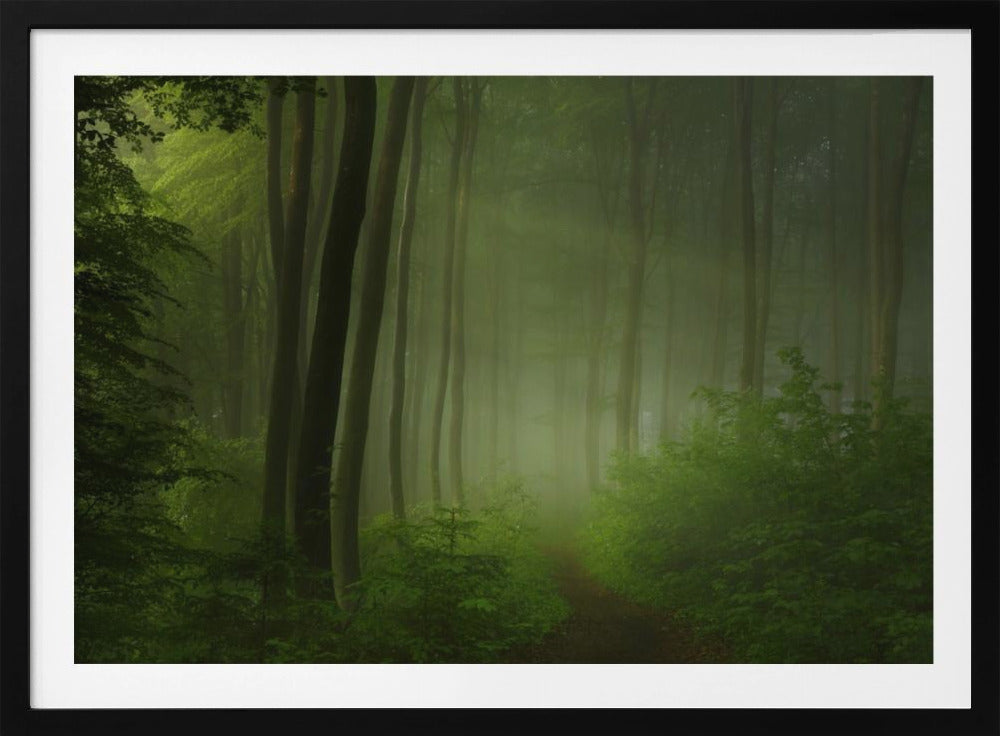 forest morning | Poster