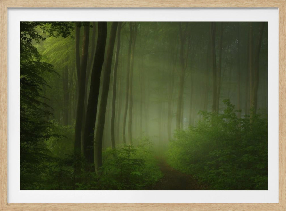 forest morning | Poster
