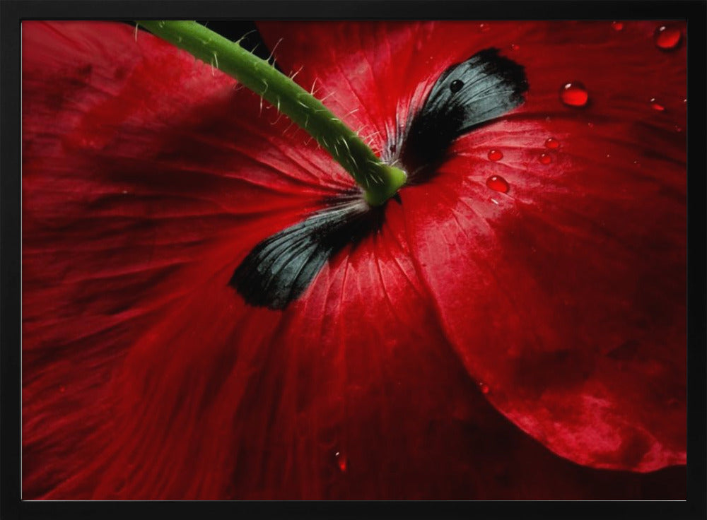 Papaver passion | Poster