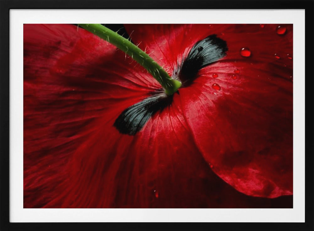 Papaver passion | Poster