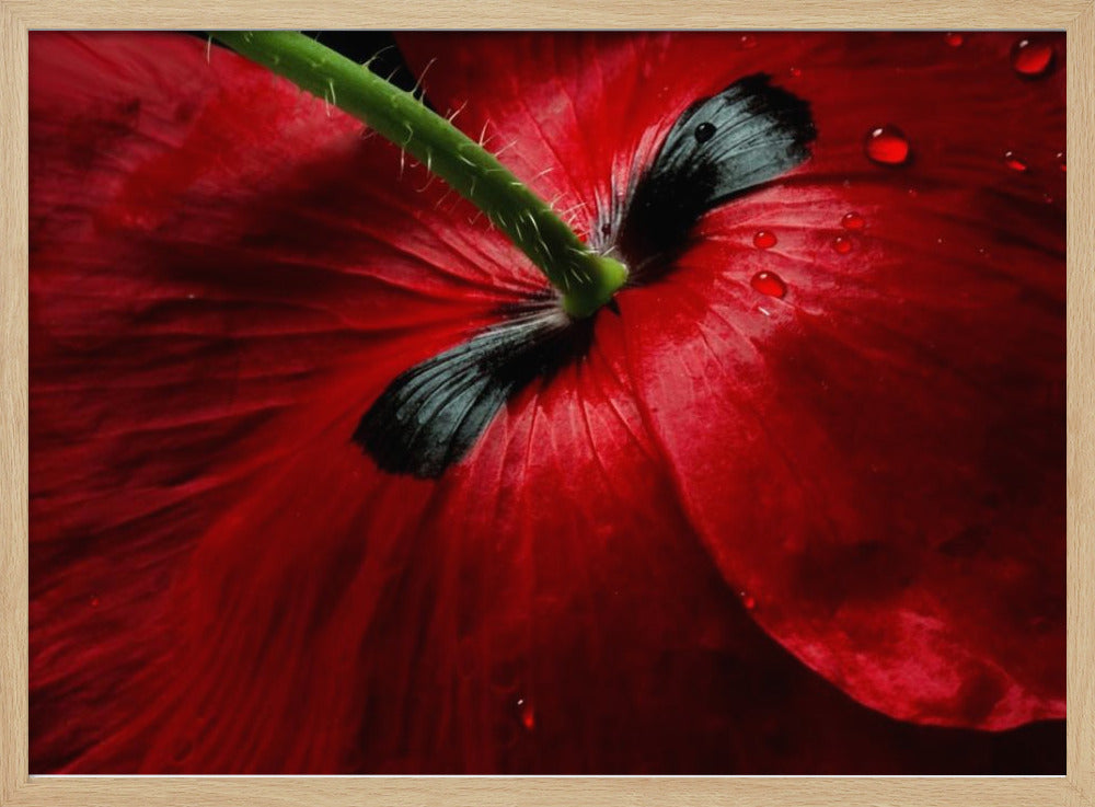 Papaver passion | Poster