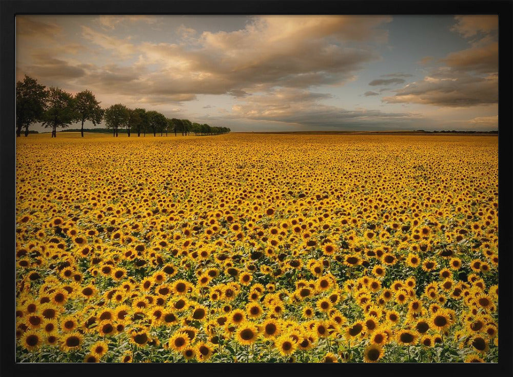 Sunflowers | Poster