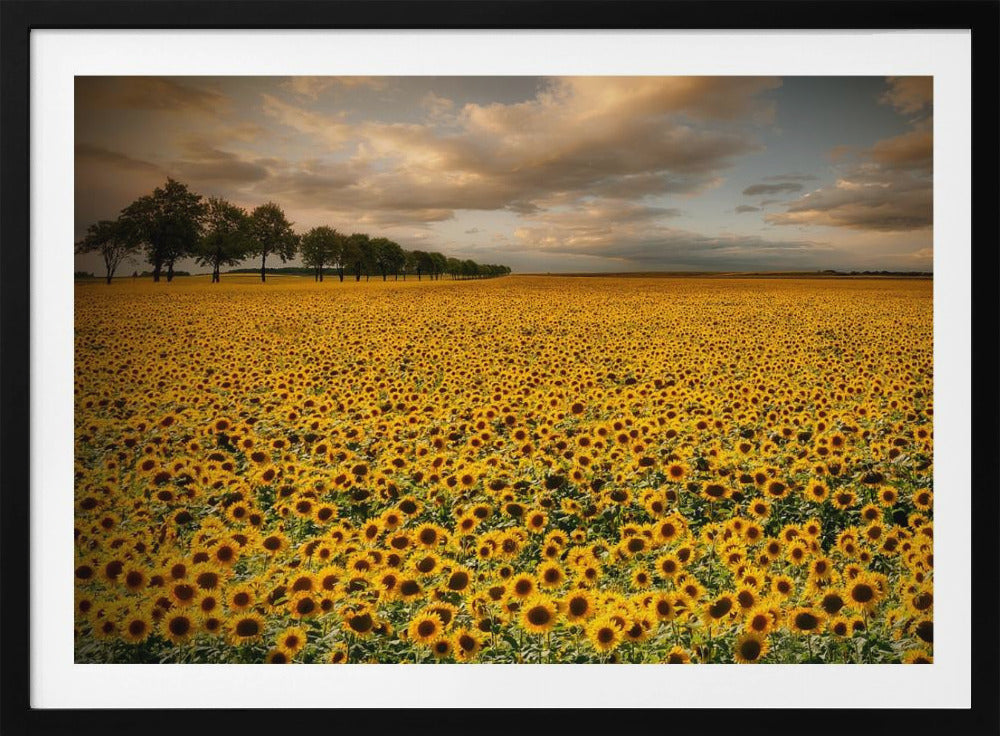 Sunflowers | Poster