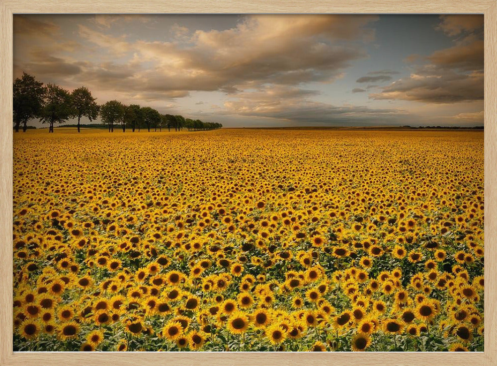 Sunflowers | Poster