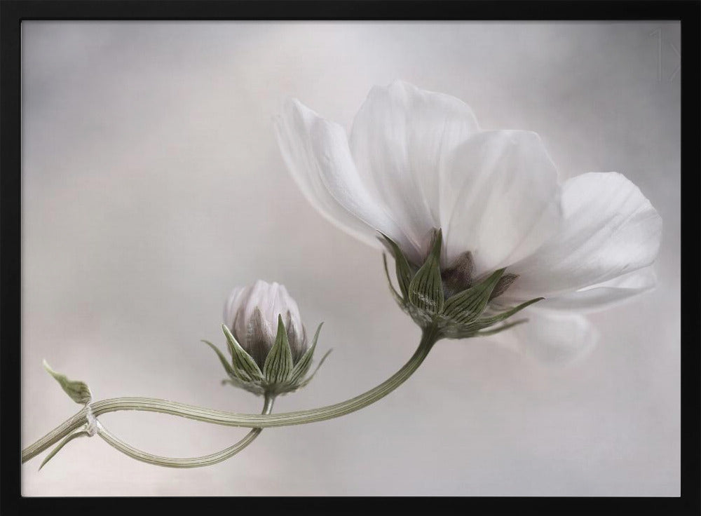 Simply Cosmos | Poster