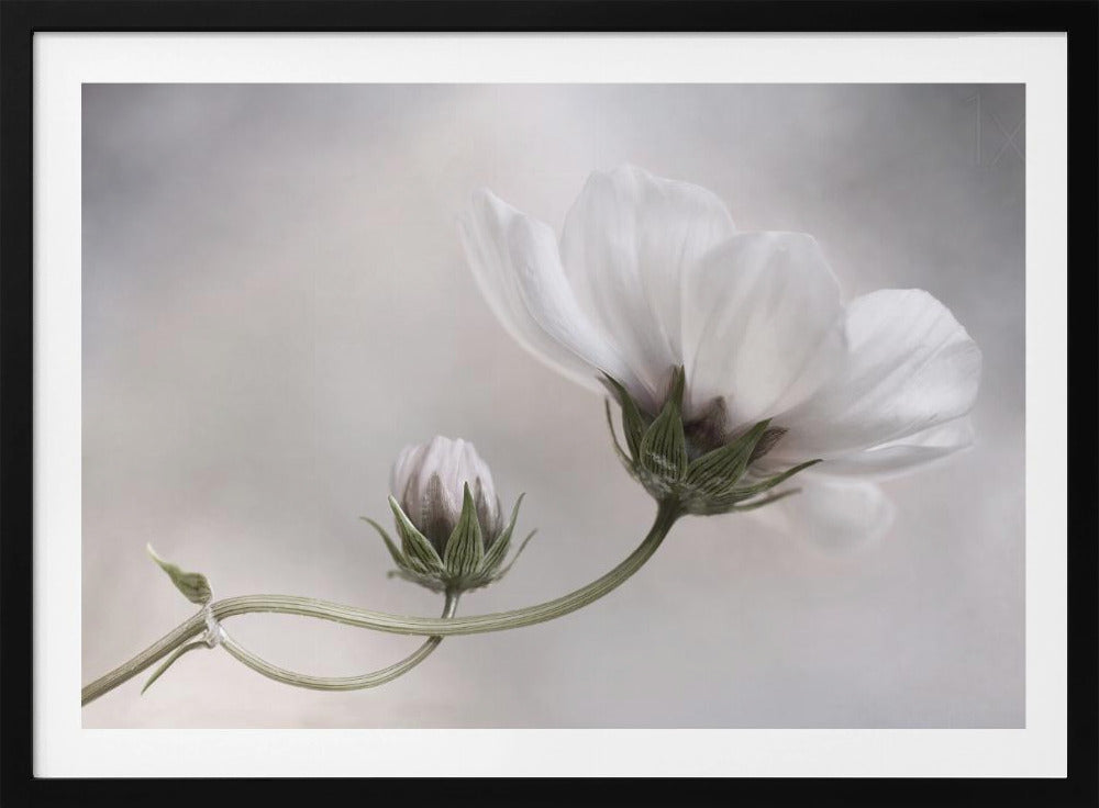 Simply Cosmos | Poster