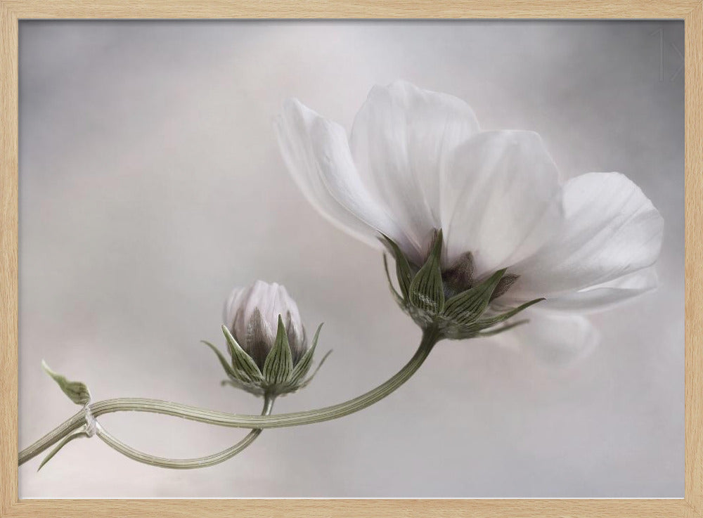 Simply Cosmos | Poster