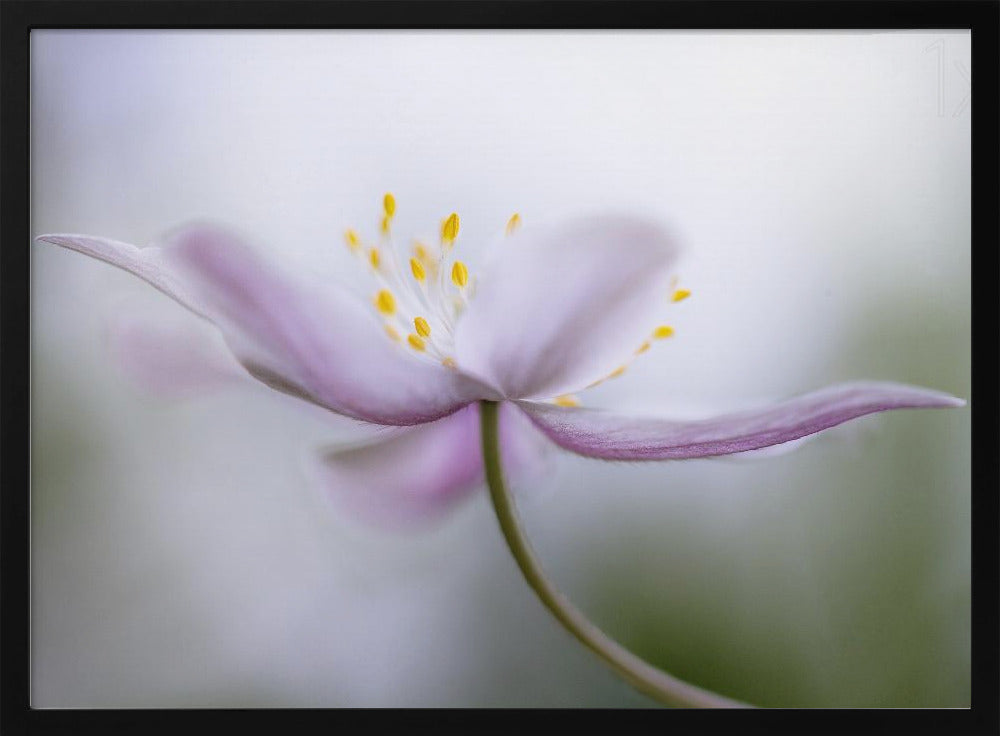 Nemorosa*** | Poster