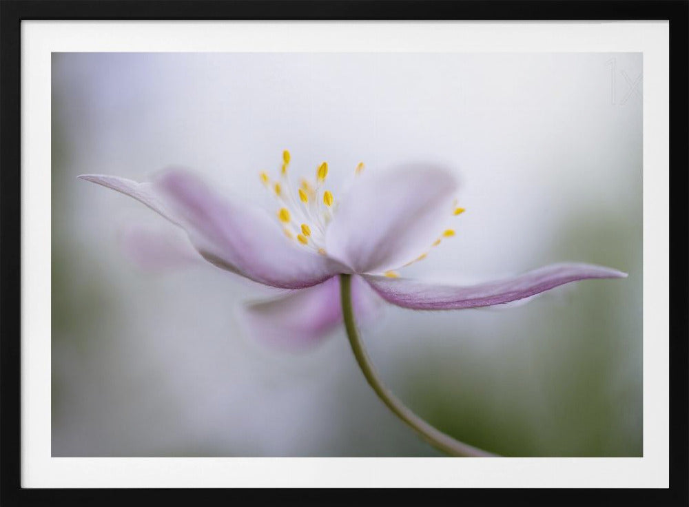 Nemorosa*** | Poster