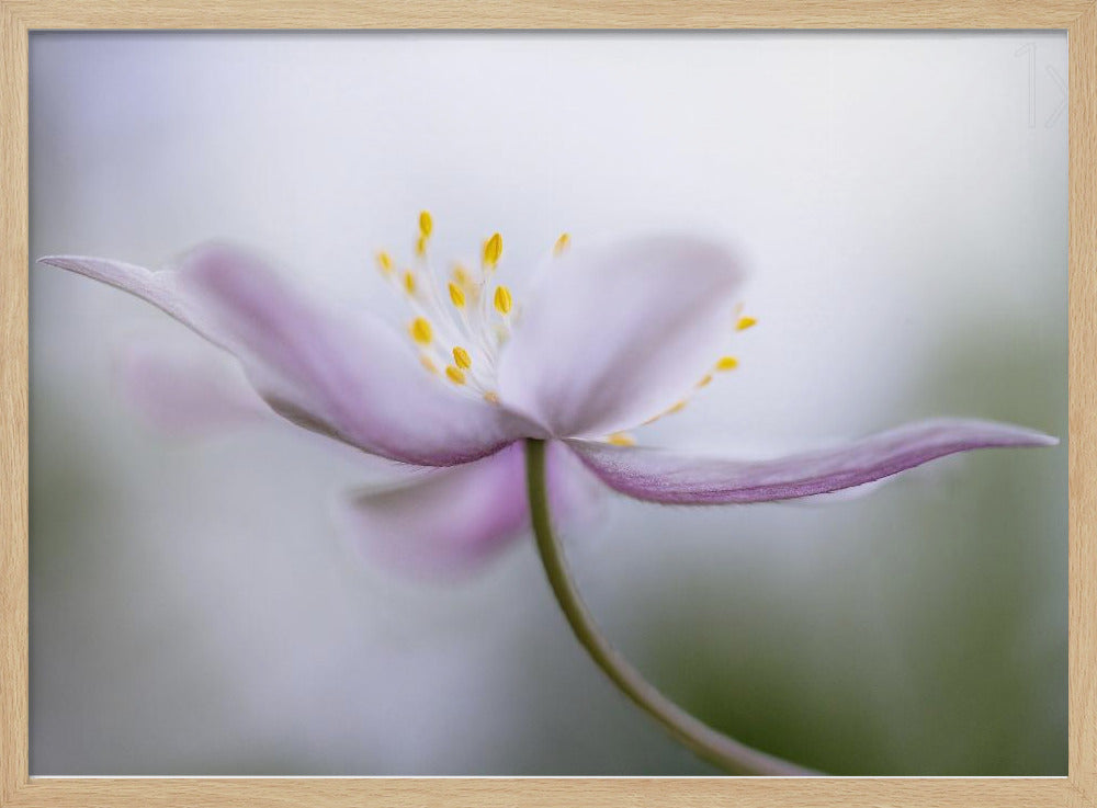 Nemorosa*** | Poster