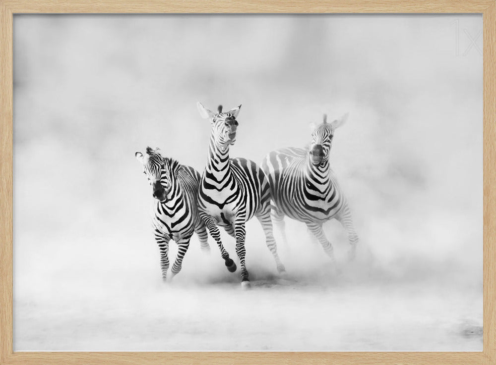 ZEBRAS | Poster