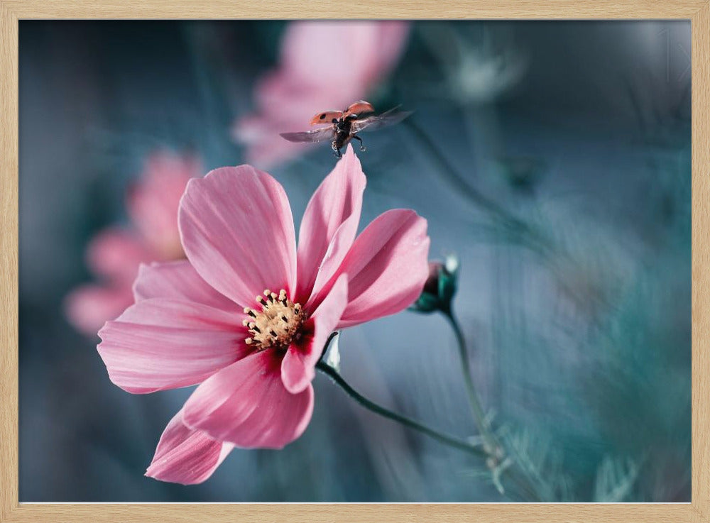 Clair de Terre | Poster