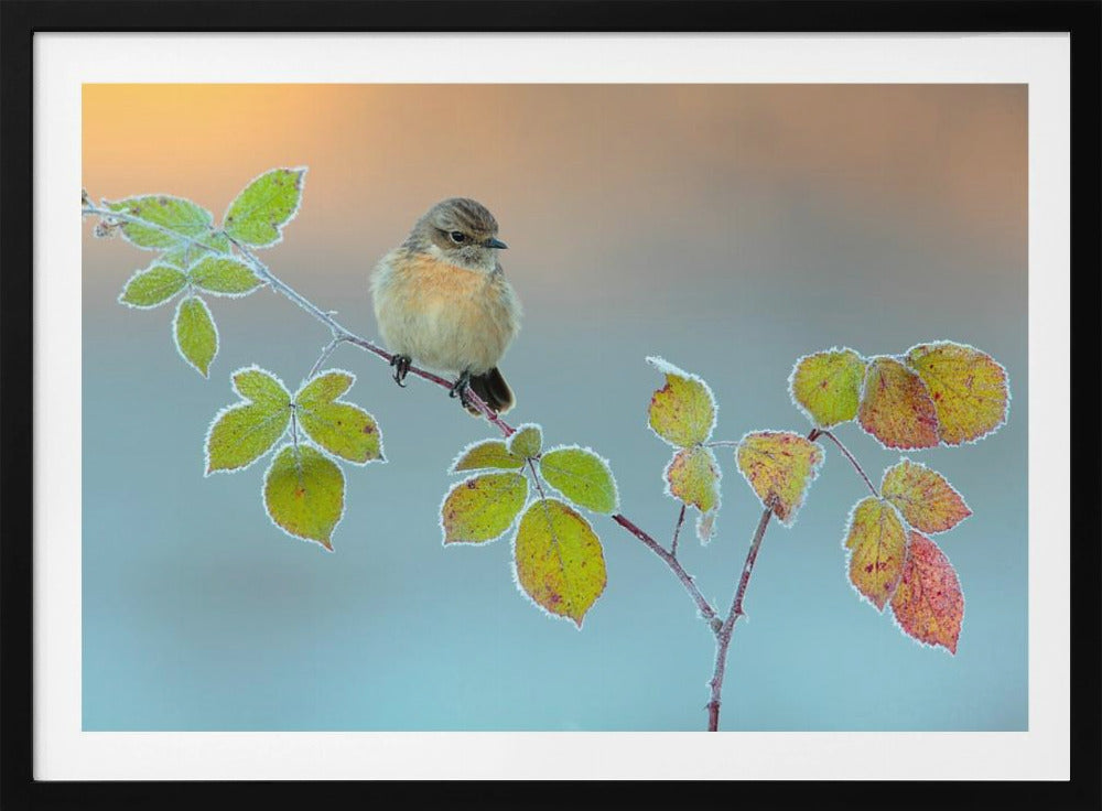 Winter colors | Poster