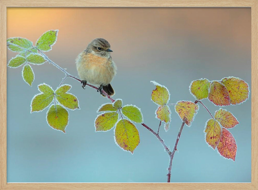 Winter colors | Poster