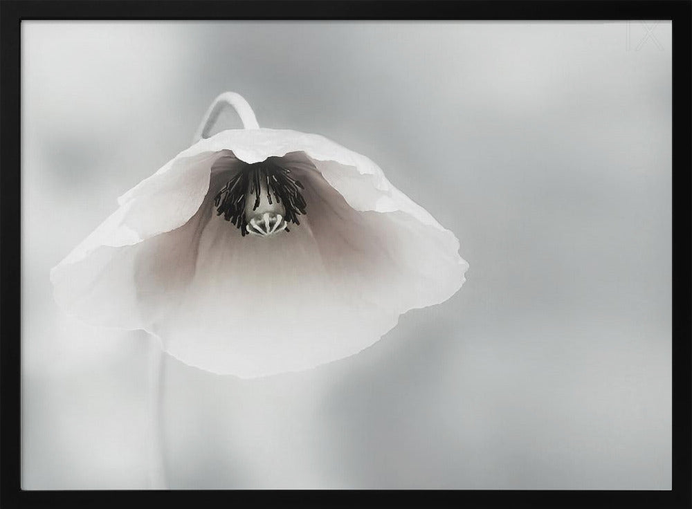 Ephemeral Beauty | Poster