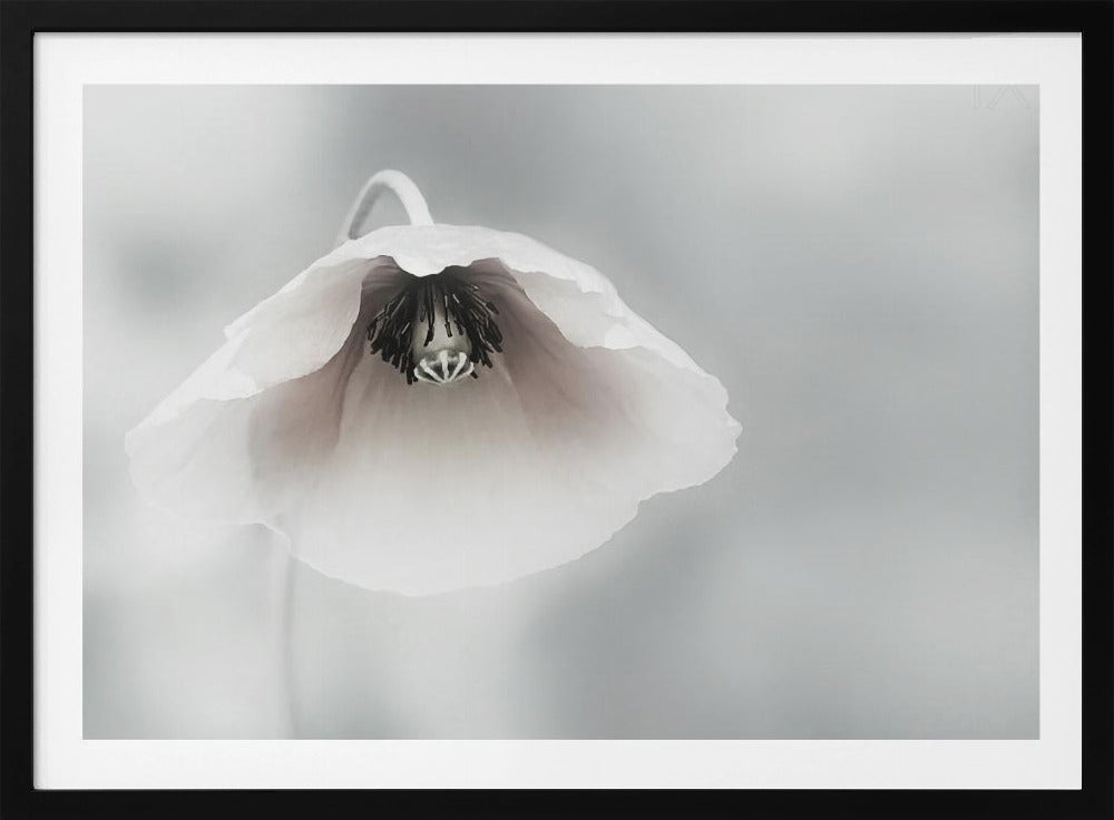 Ephemeral Beauty | Poster