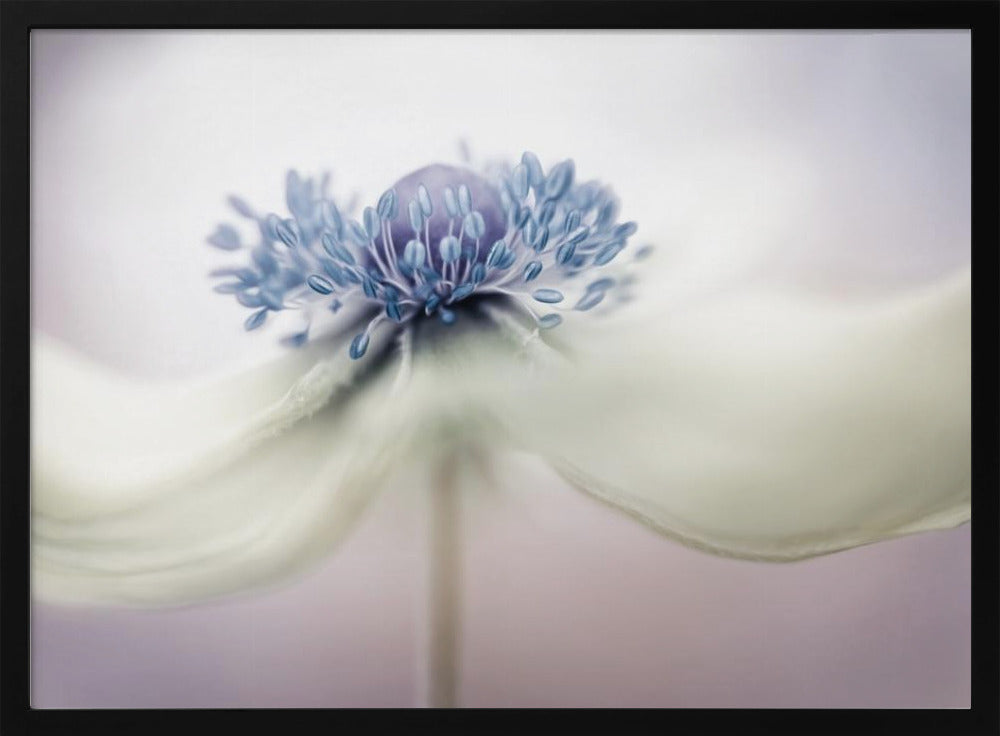 a n e m o n e | Poster