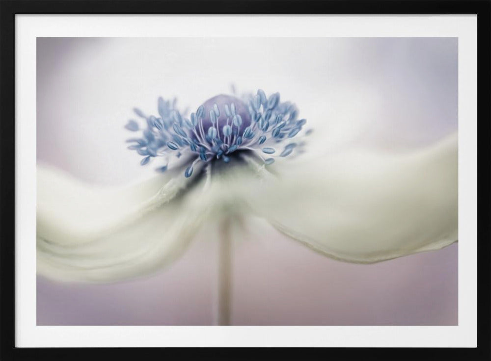 a n e m o n e | Poster