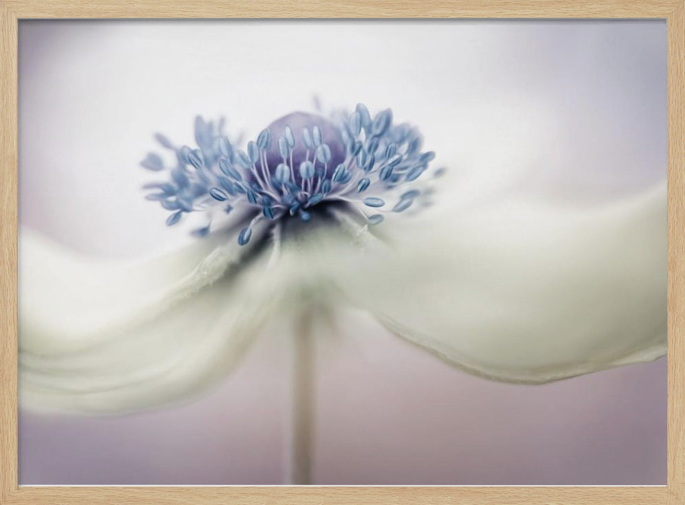 a n e m o n e | Poster