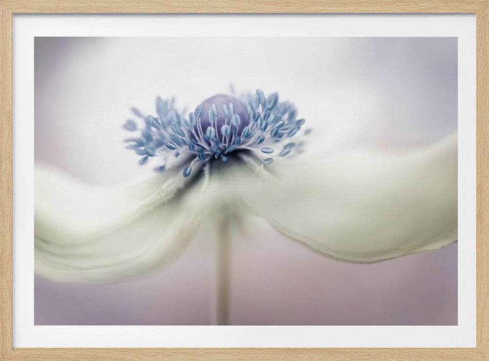 a n e m o n e | Poster