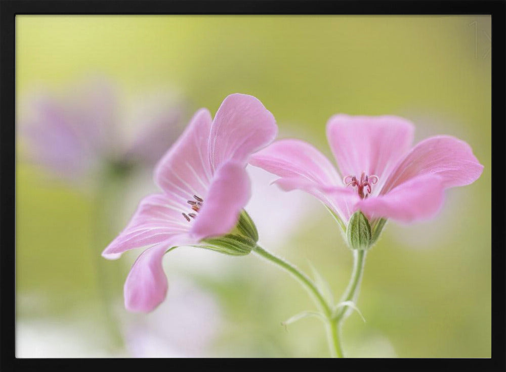 Pink Melody | Poster